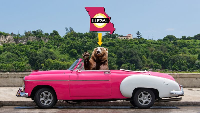 It’s illegal to drive with an uncaged bear in the passenger seat
