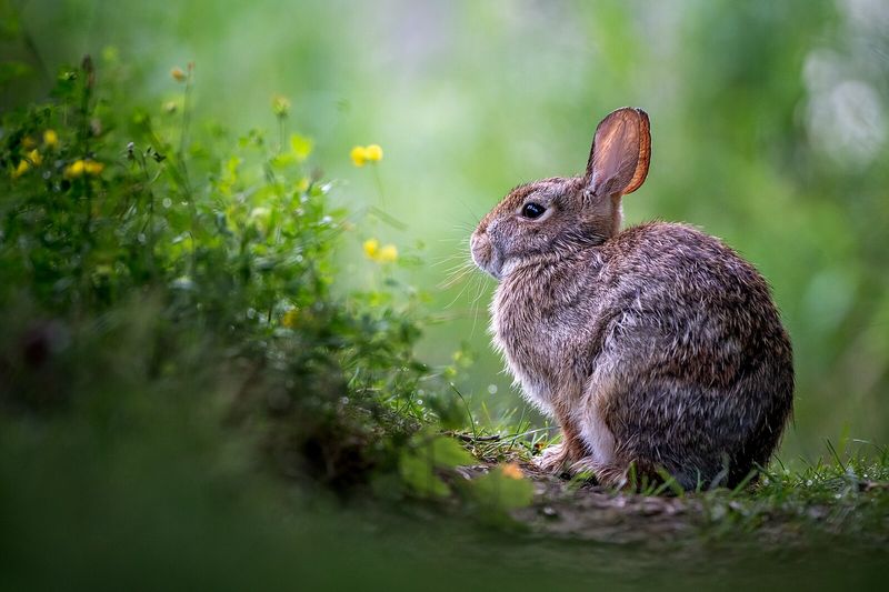 Rabbit Photography Permits