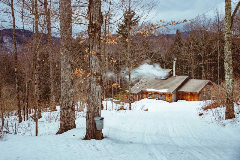 April's Maple (Canaan)