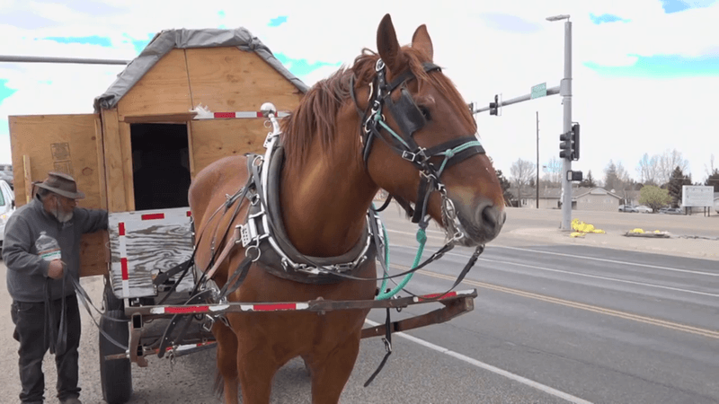 Horses as Official Vehicles