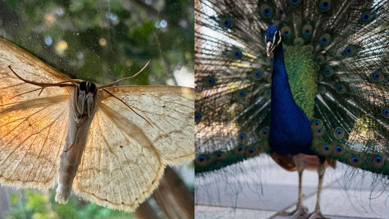 8. Moth Hunting Restrictions