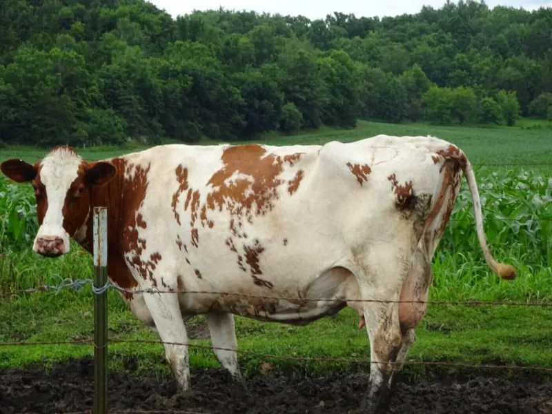 Yielding to Livestock on Public Roads