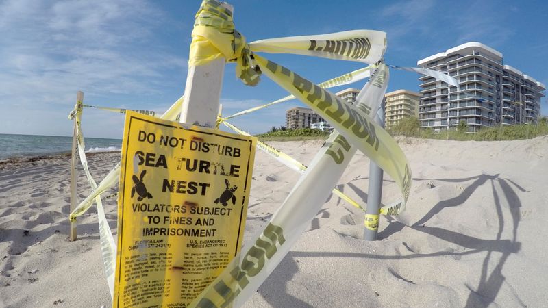 9. Interrupting Sea Turtle Nests