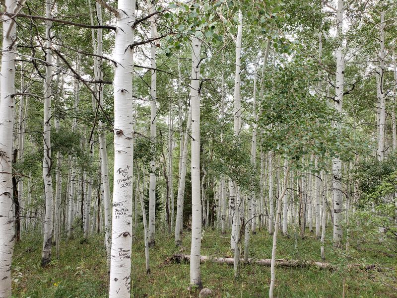 A Forest Setting That Turns Serene Under Heavy Snow