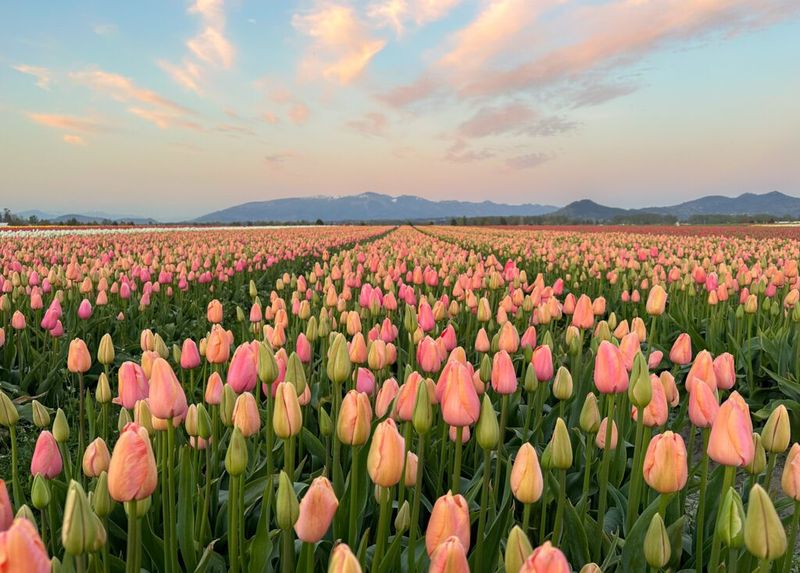 Tulip Fields That Feel Like a Dream