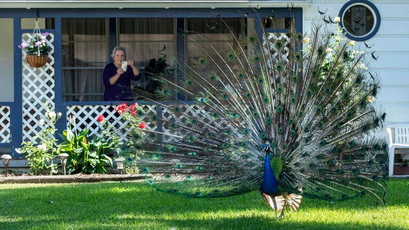 Why Peacocks Roam Freely Through Arcadia Neighborhoods