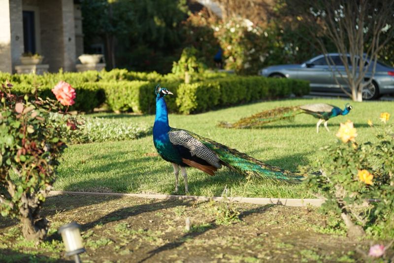 The History Behind Arcadia’s Peacock Population