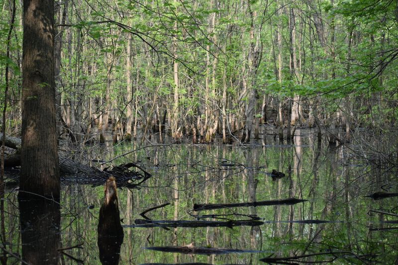 Wildlife That Moves Through the Landscape Unhurried