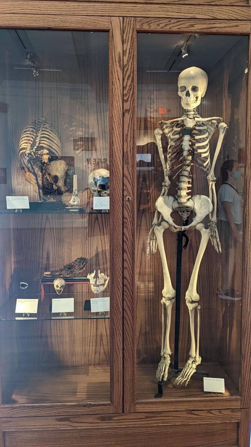 Cabinet Style Galleries That Look Frozen in Time