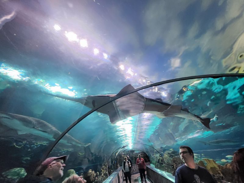 Shark Lagoon Underwater Tunnel