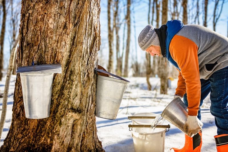 Locally Sourced Maple Syrup at the Center of Everything