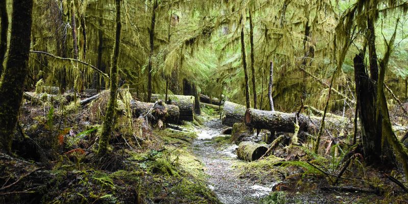 A Forest That Changes Character at Night