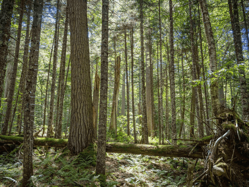 Old-Growth Pockets and Mature Canopy