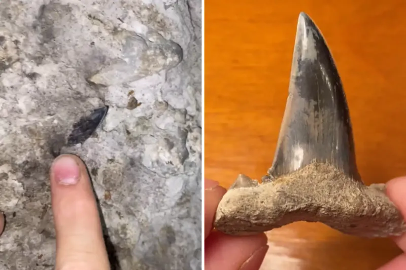 Muenster and Its Prehistoric Tooth Discovery