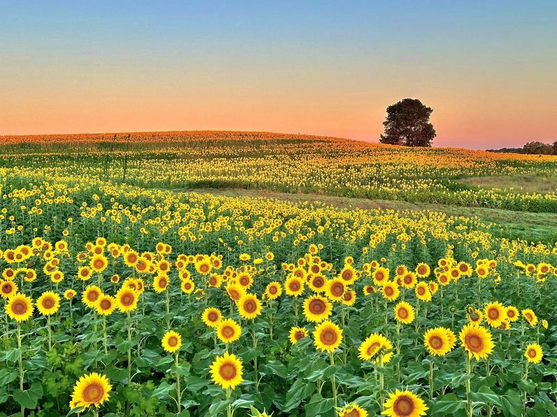 When the Wheat Field Becomes a Photo Set