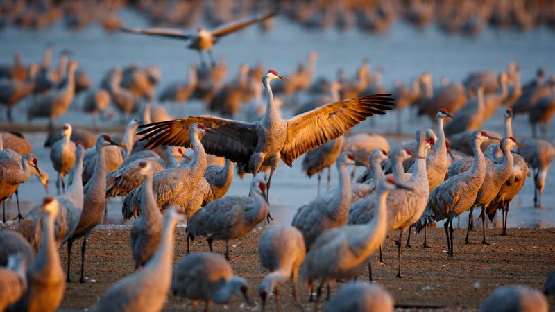 A Crane Migration That Turned Into a Viral Discovery