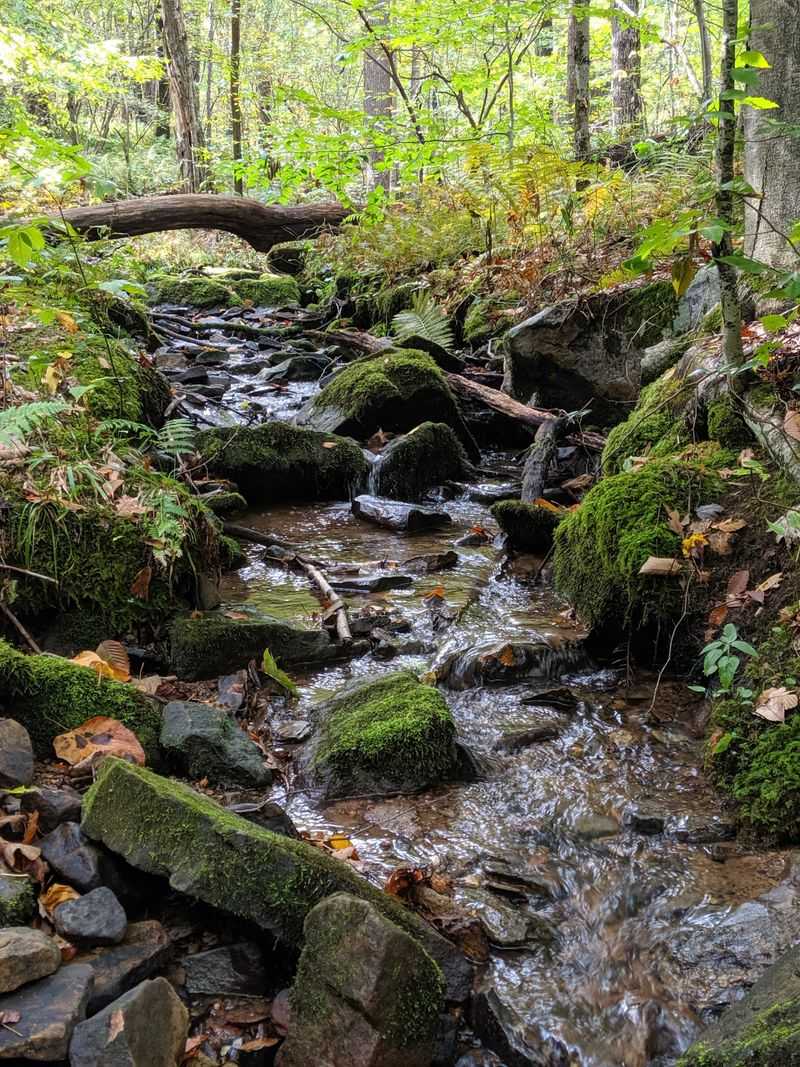 A Place Where Wildlife Still Roams Close