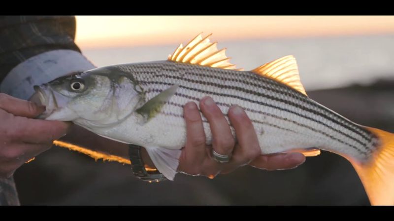 Saltwater Isn't Always Free