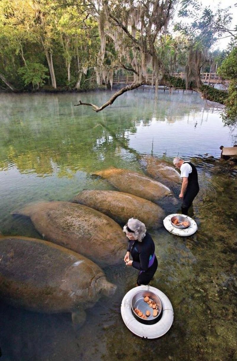 Homosassa Springs (Homosassa Springs)