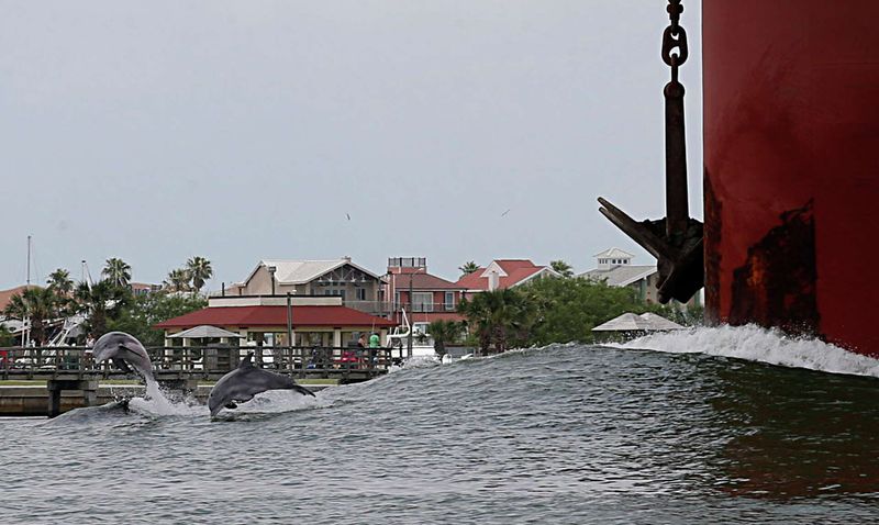 Survivor’s Scent After Storms