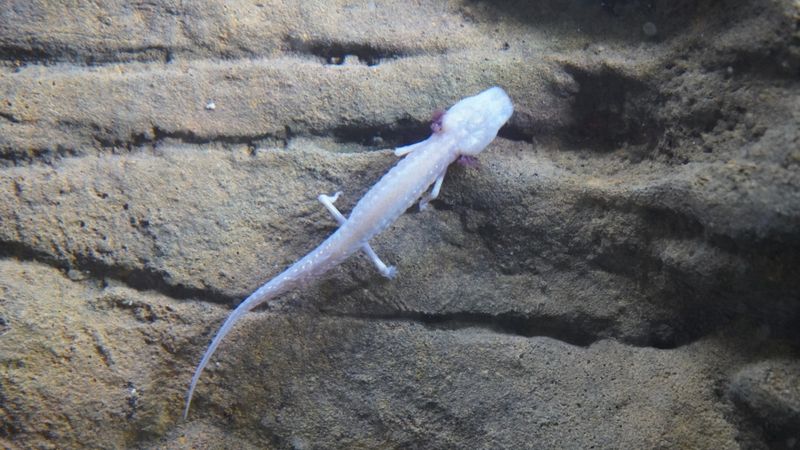 Focus on Endangered Species