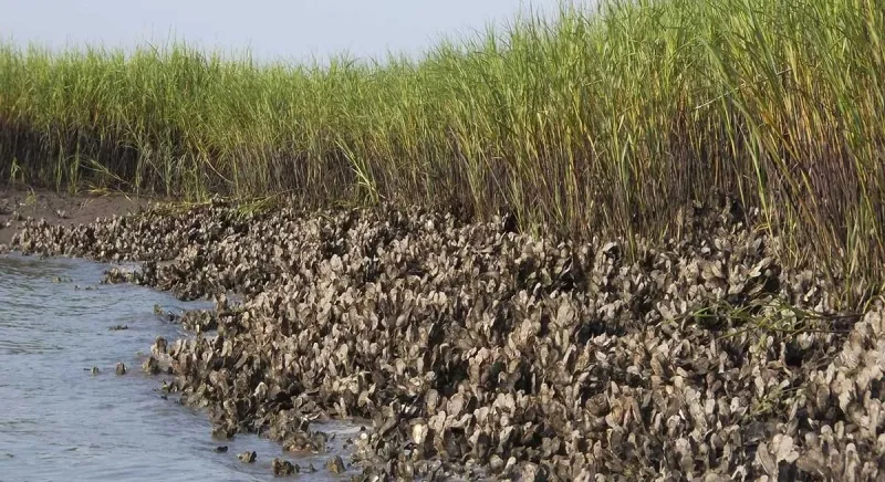 Marshside Oyster Middens and Tidal Echoes
