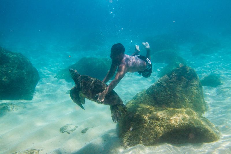 Trying to Ride a Sea Turtle