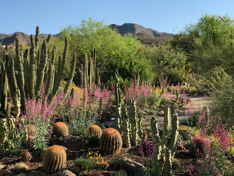 Touching every cactus they see
