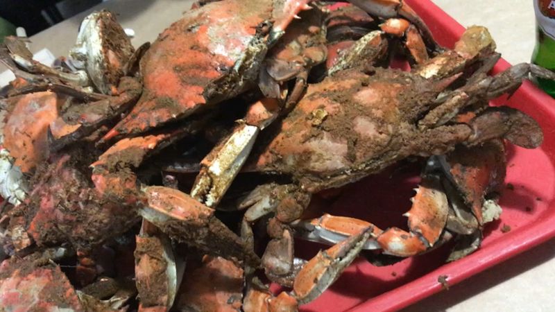 Endless Plates, Steady Rhythm