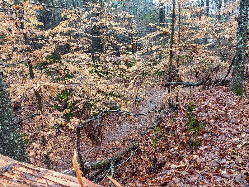 Fields and Forest Edges Perfect for Nighttime Watching