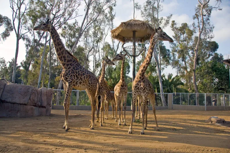 The San Diego Zoo