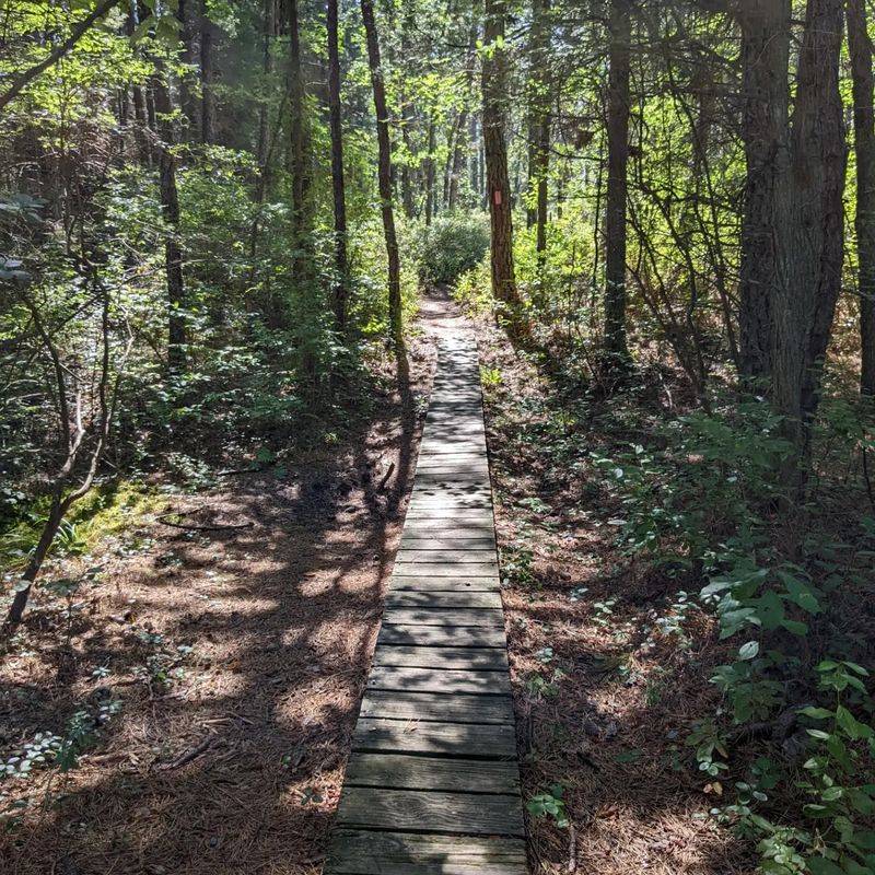 The Pine Barrens Maze: Why GPS Fails Here