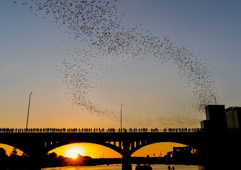 Bat Flights, Owls, and Nocturnal Nature Tours