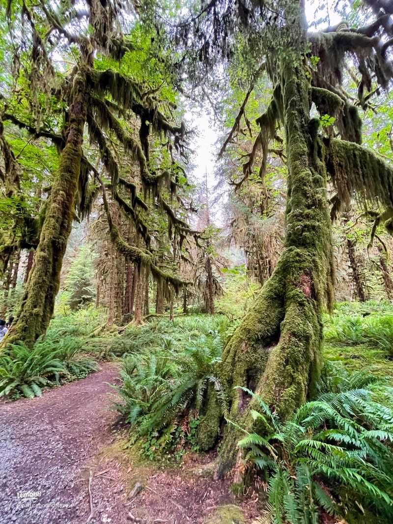 Hoh Rain Forest - Murmurs in the Moss