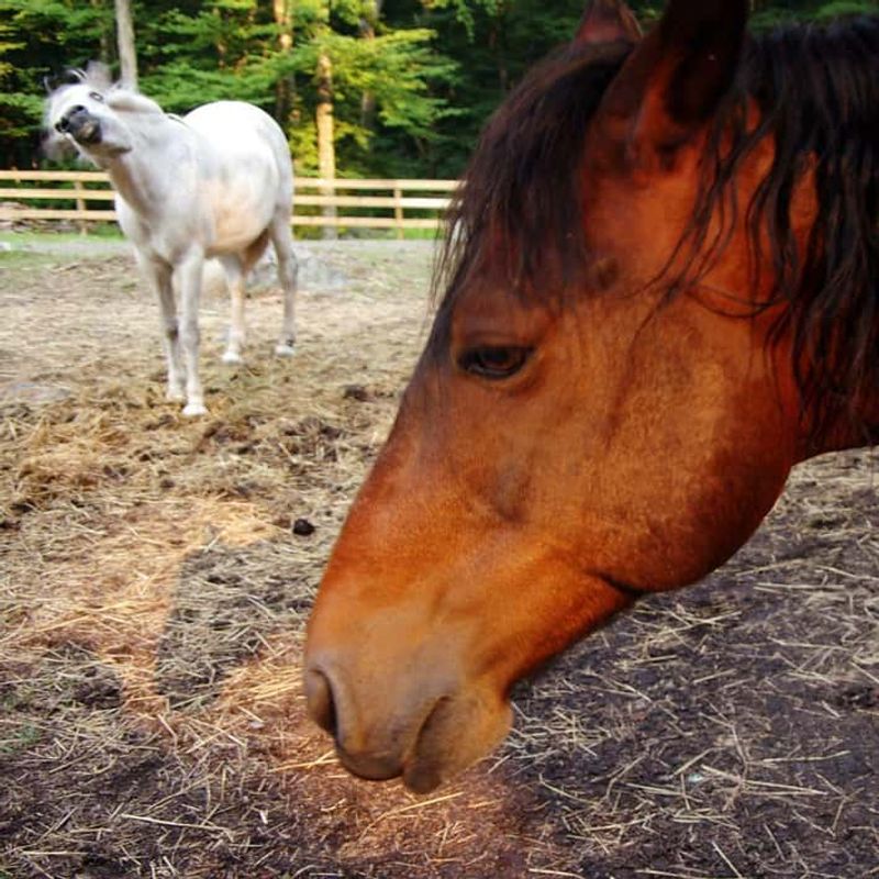 Wilbur's Ugly Horse Rule