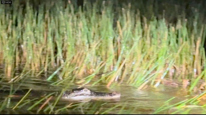 Everglades Night Airboat Safaris