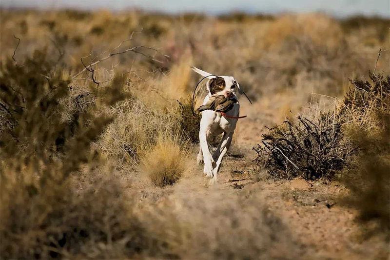 The Guns That Once Broke the Silence