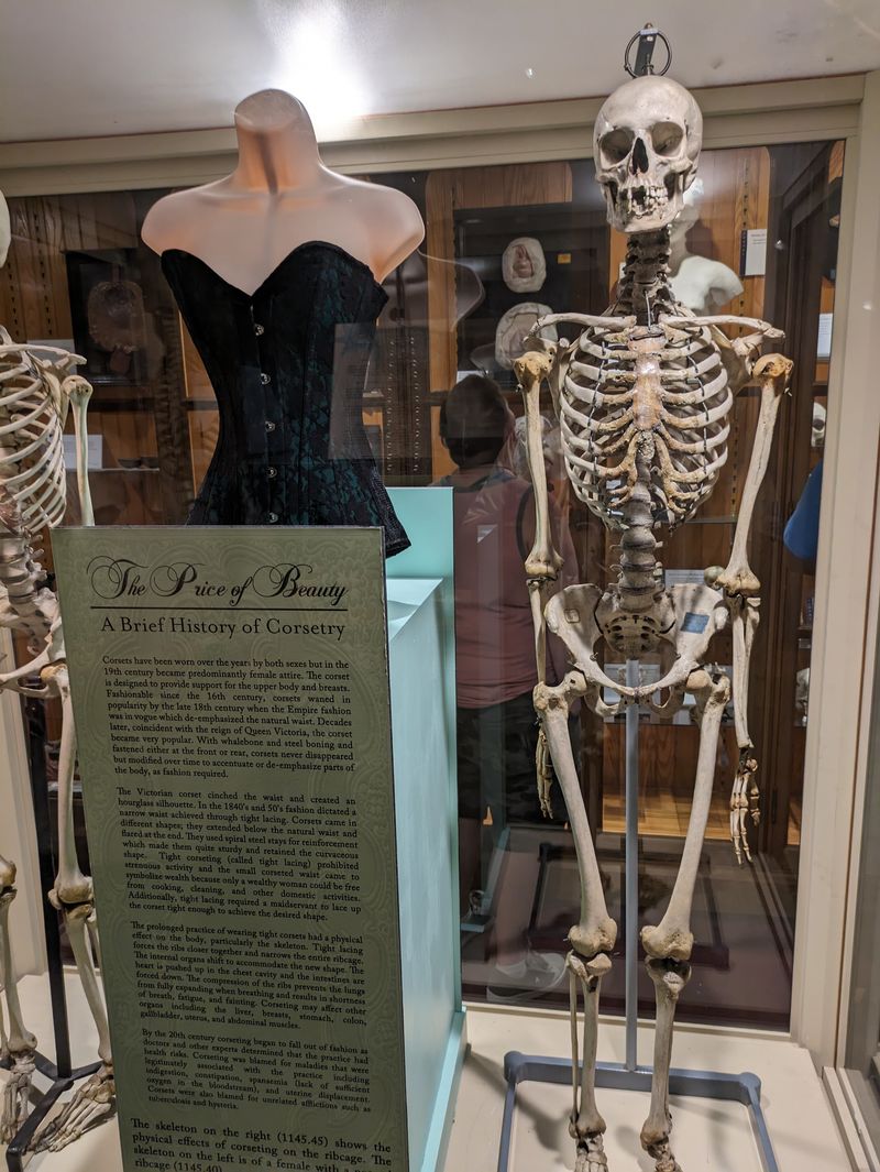 Medical Artifacts Arranged With Exacting Victorian Precision