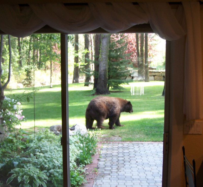 The Bear-Resistant Storage Requirement Beyond Grizzly Country