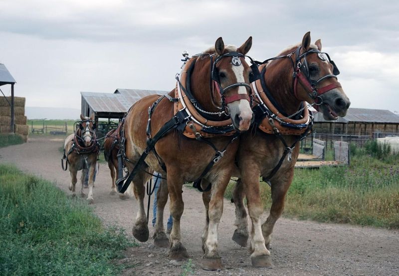 Horse Collar Exception to Vehicle Width