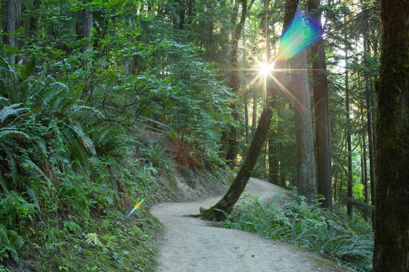 Forest Park and the Wildwood Trail