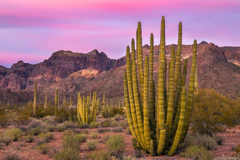 Organ Pipe Cactus National Monument