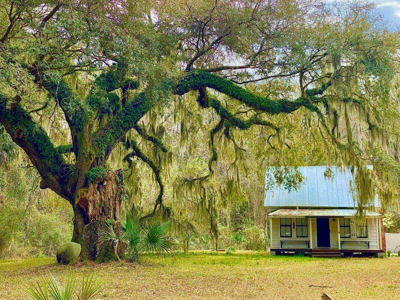Live Oak Canopy and Shell-Ring Paths