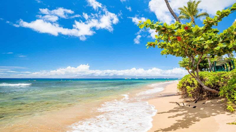 Asking Where They Can See Penguins