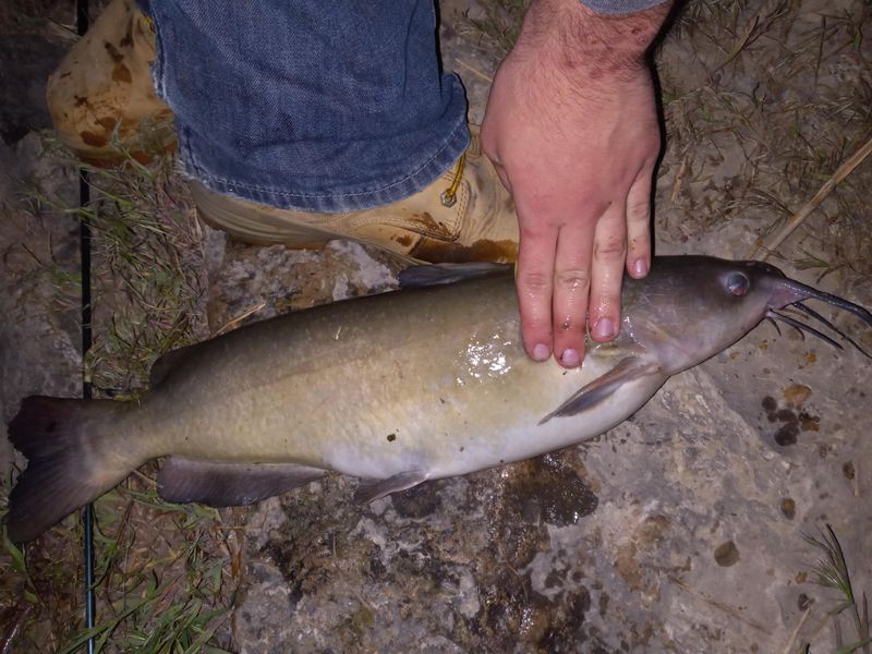 You Cannot Lasso Fish in Tennessee Waters