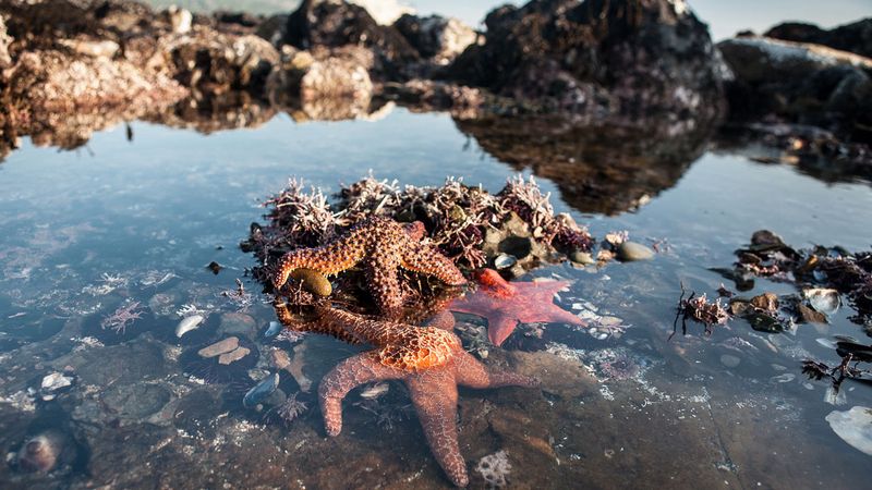 Tidepools That Add a Sense of Discovery