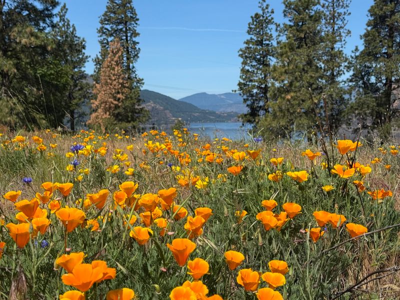 Spring wildflower season