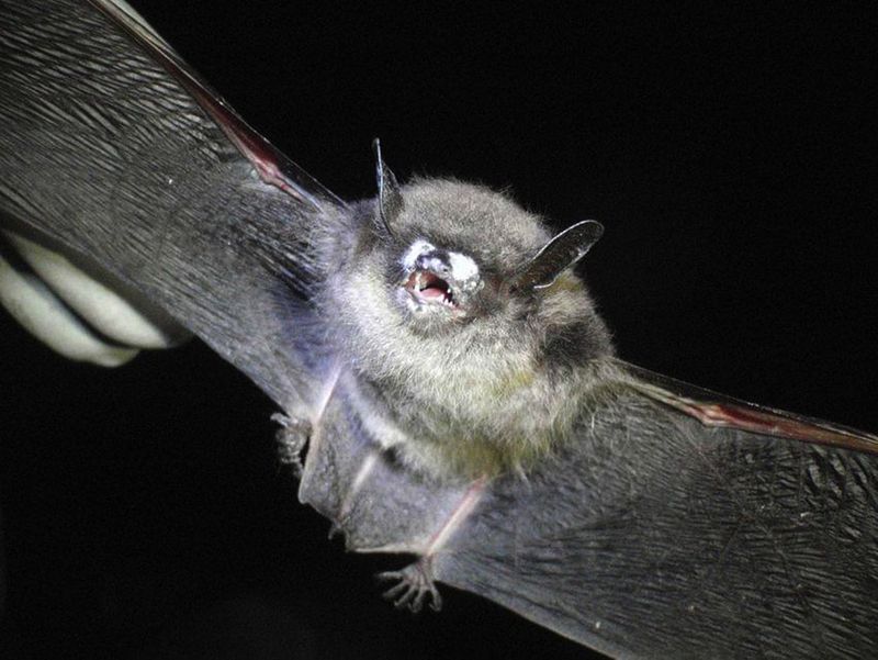 Spreading White-Nose Syndrome to Endangered Bats