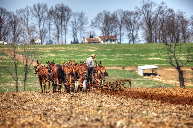 Stumptown Road Near Bird-in-Hand