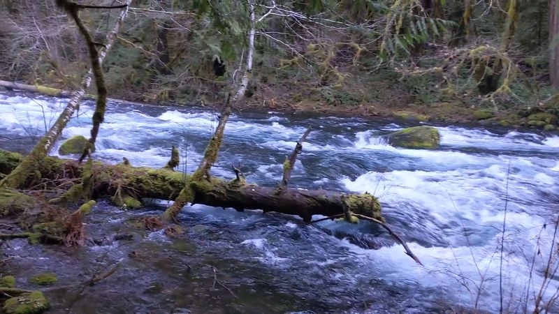Day Two Morning: McKenzie River Trail Walk